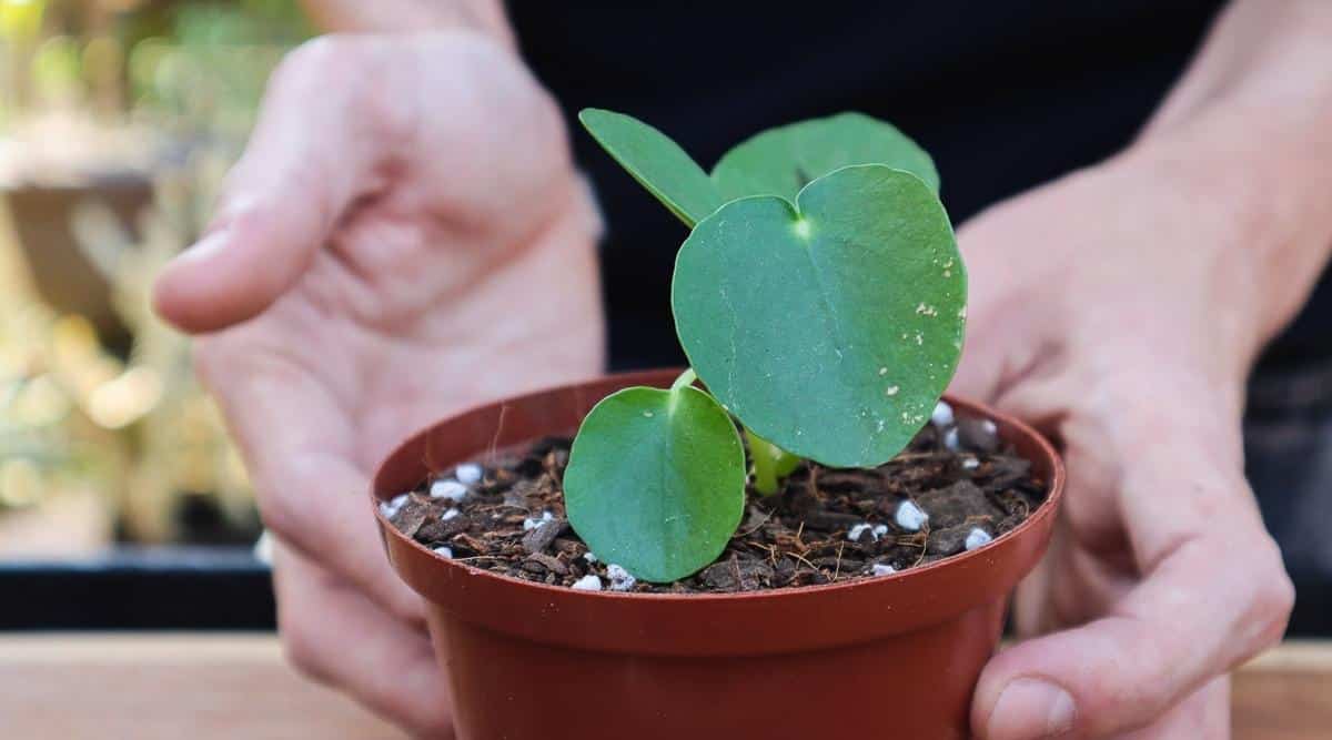 Chinese Money Plant Propagation: A Beginner's Guide to Pilea