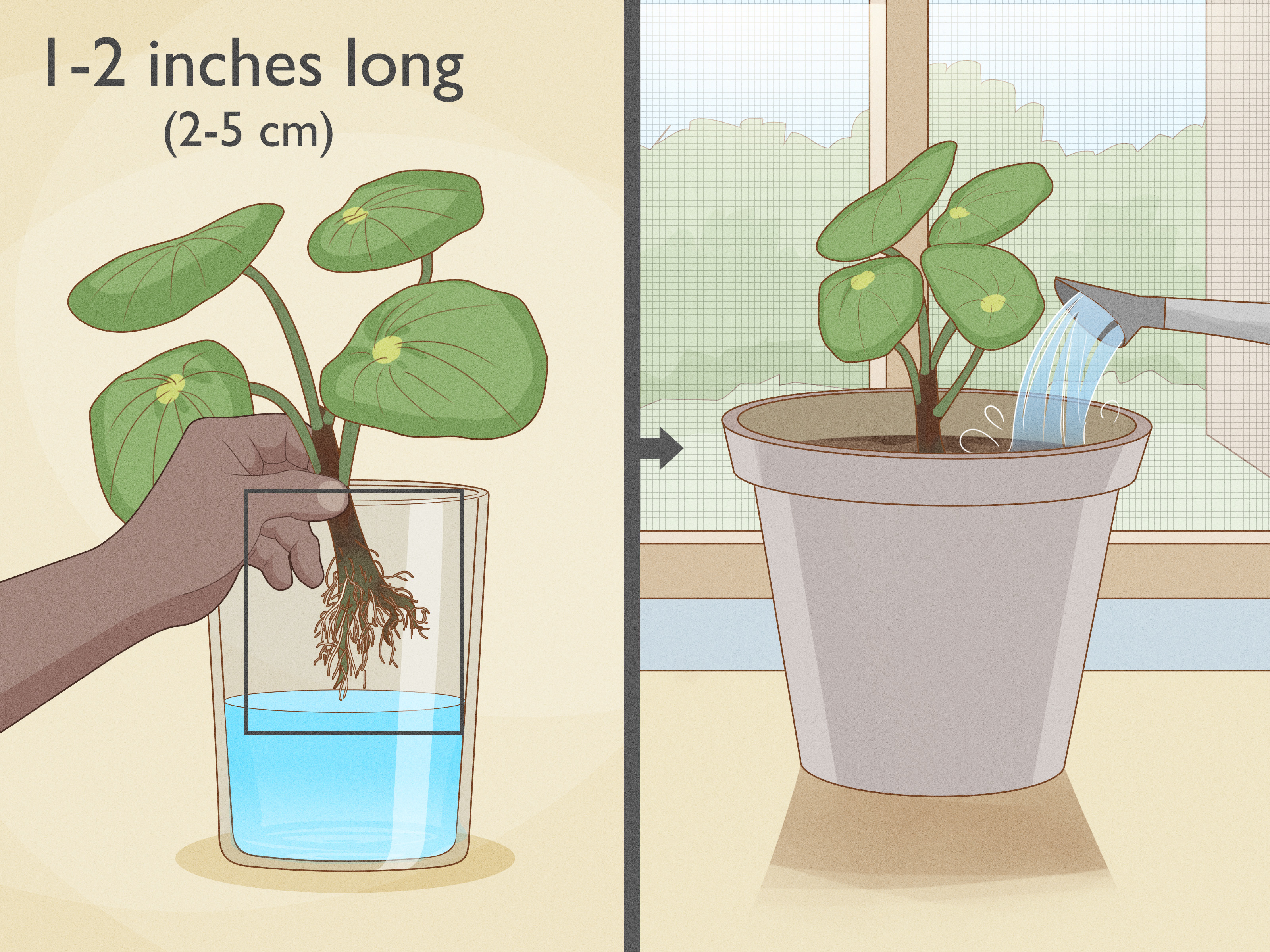 Grow More Pilea: Propagate Your Social Media Darling for Free